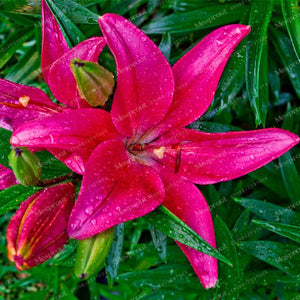 Rare Heart Lily Seeds-UlGadget