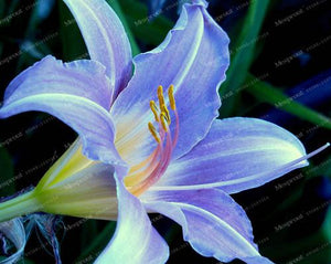 Rare Heart Lily Seeds-UlGadget