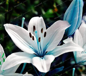 Rare Heart Lily Seeds-UlGadget