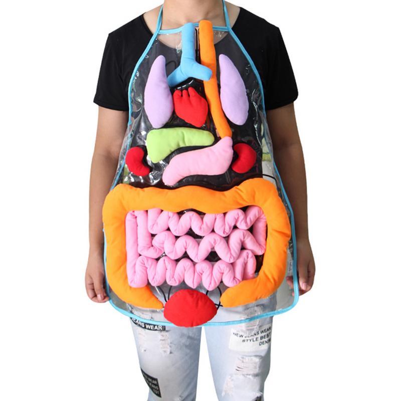 Toys And Hobbies Anatomy Apron-UlGadget